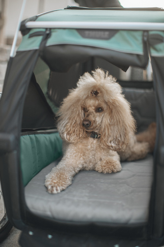 Bicycle trailer for a dog - Thule Bexey M up to 35 kg - Haze green