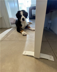 DogSpace - Dogspace puppy STARTER KIT