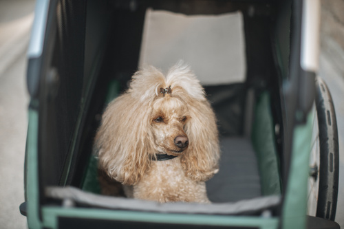 Bicycle trailer for a dog - Thule Bexey M up to 35 kg - Haze green