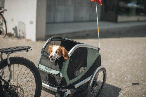 Bicycle trailer for a dog - Thule Bexey M up to 35 kg - Haze green