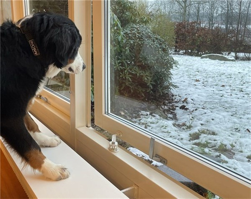 DogSpace - Dogspace puppy STARTER KIT