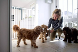 DogSpace - Charlie Extra Tall Extending Dog Gate, White (63.5-107cm)