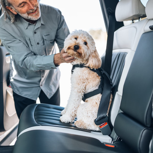 THULE Cappy - car harness for dogs - size S