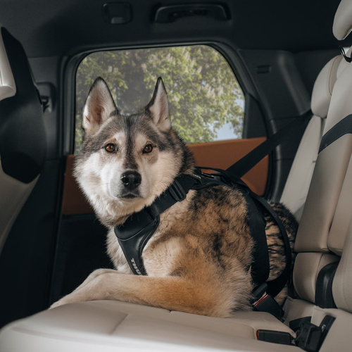 THULE Cappy – car harness for dogs – size M