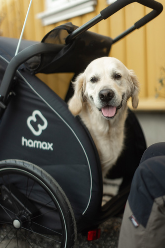 Bicycle trailer for a dog - Hamax Pluto L 45 kg - Blue / Black