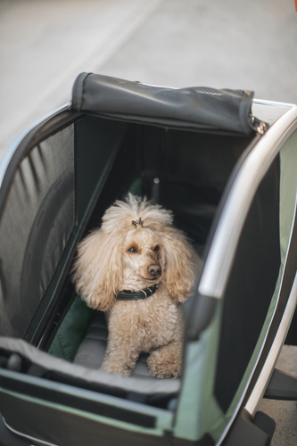 Bicycle trailer for a dog - Thule Bexey L up to 45 kg - Haze green