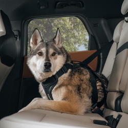 THULE Cappy – car harness for dogs – size M