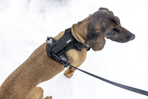 Thule - Dart harness XS, black