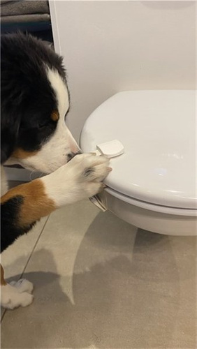 DogSpace - Dogspace puppy STARTER KIT