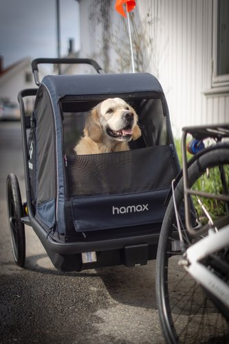 Bicycle trailer for a dog - Hamax Pluto L 45 kg - Blue / Black