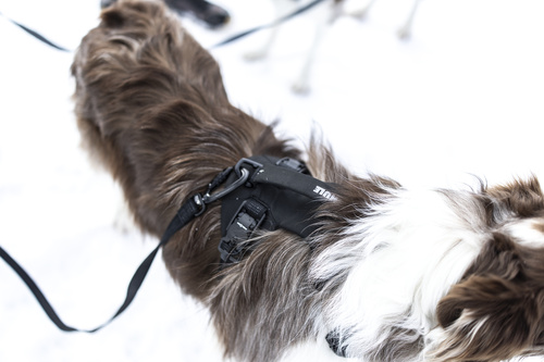 Thule - Dart harness XS, black