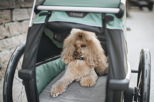 Bicycle trailer for a dog - Thule Bexey M up to 35 kg - Haze green